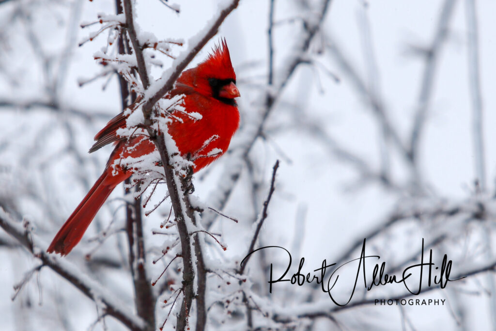 male red cardinal