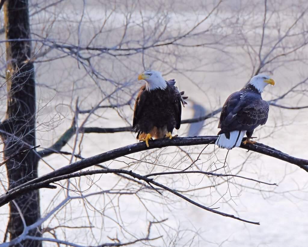 two eagles sitting in a tree