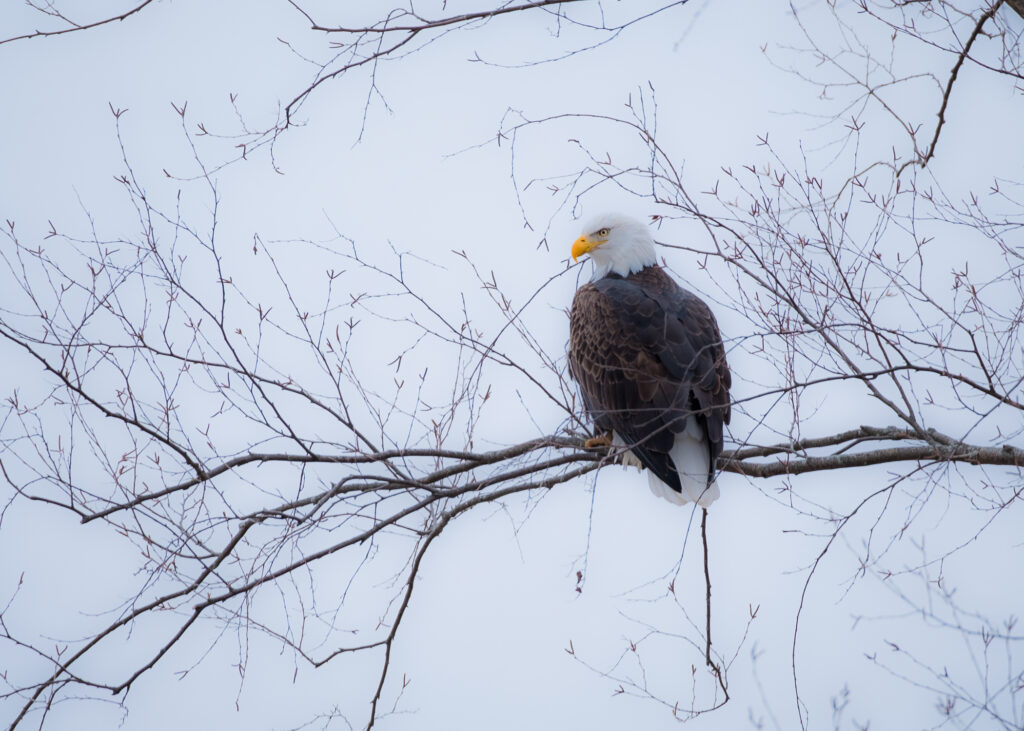 eagle in a tree