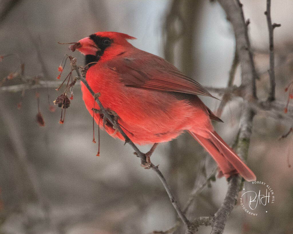 Cardinal Tasting A Crabapple