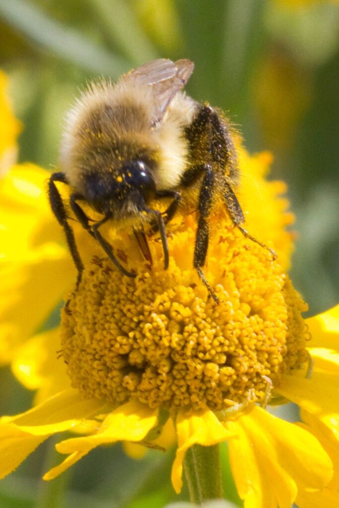 Bee Collecting Pollen