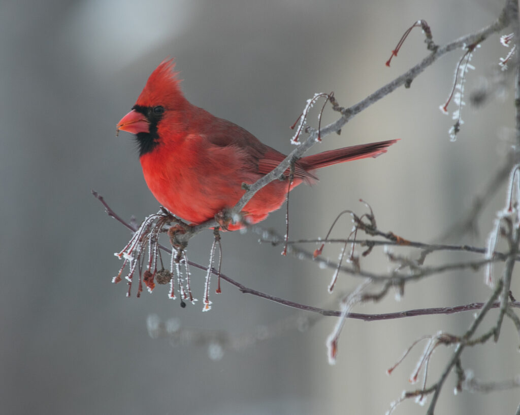 Big Red Sitting on A Frosty Limb