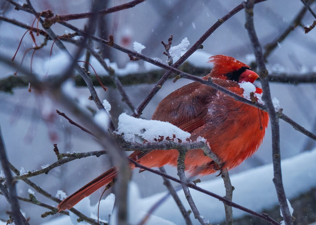 A cold cardinal sitting in a snowy tree.