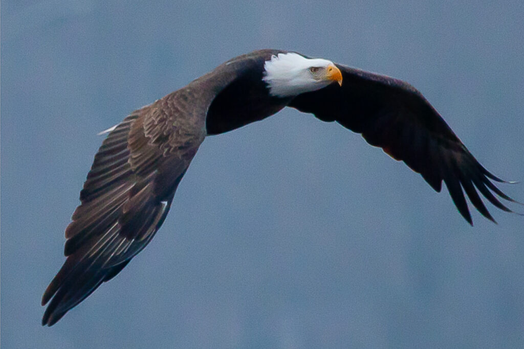 eagle and blue sky