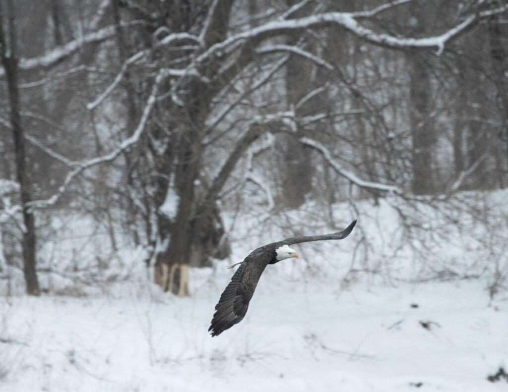 eagle in snow storm