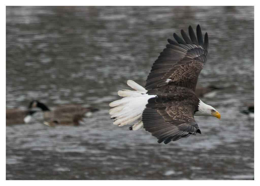 eagle flying