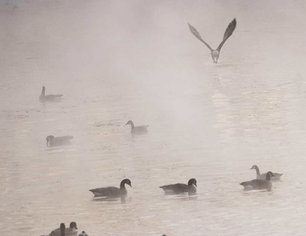 eagle flying out of the fog