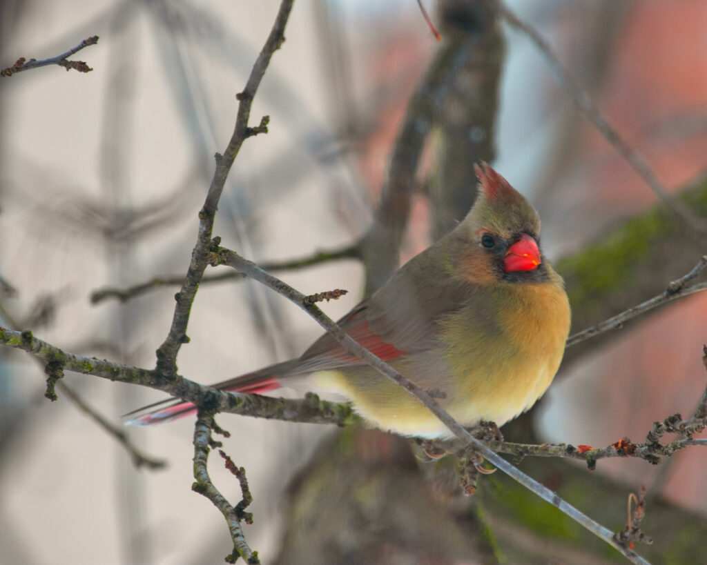 female cardinal