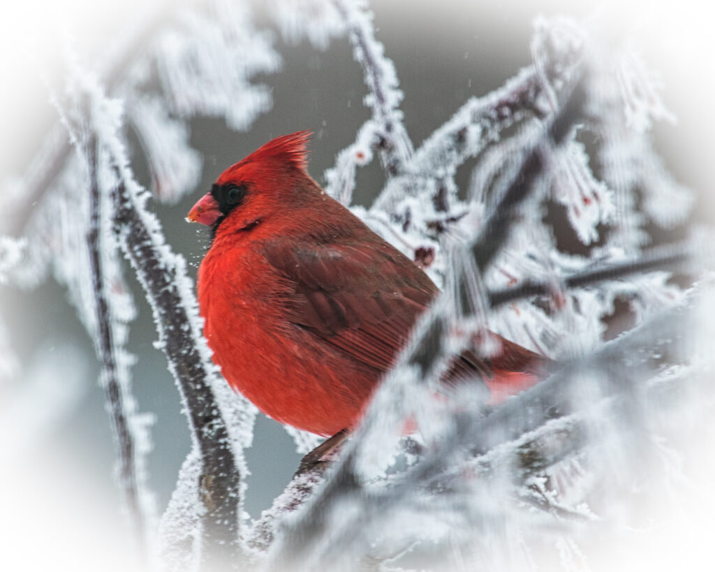 A proud male cardinal in a frosty tree