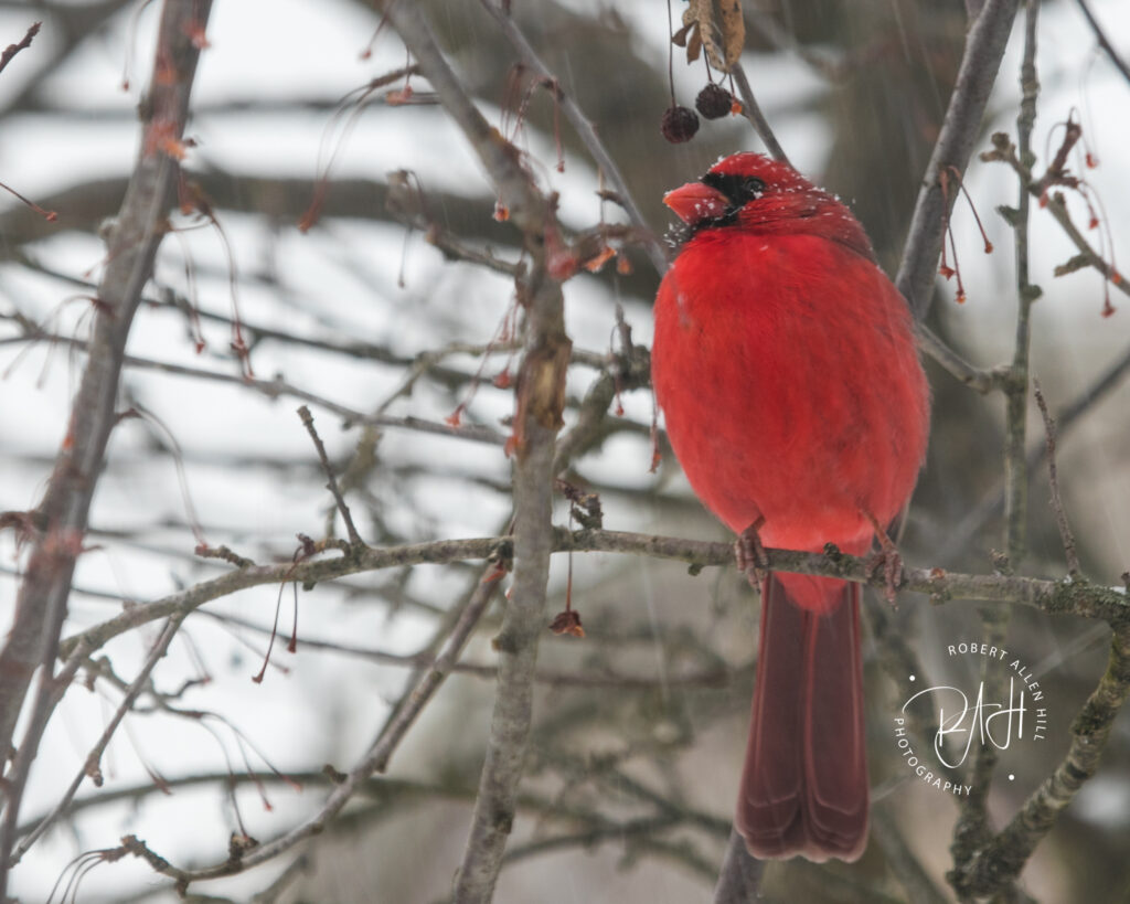 snow covered cardinal