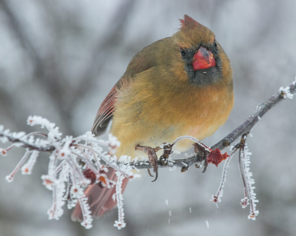 Female Cardinal with Stern Look