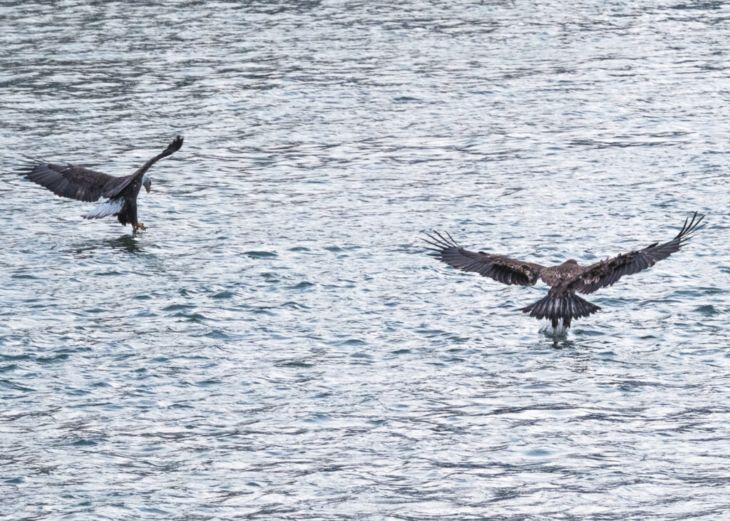 Synchronized Fishing