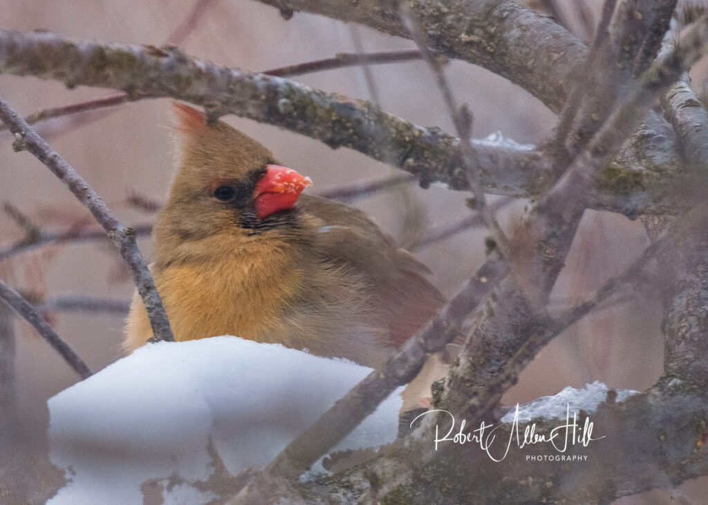 A female cardinal with taste of mother nature’s ice cream