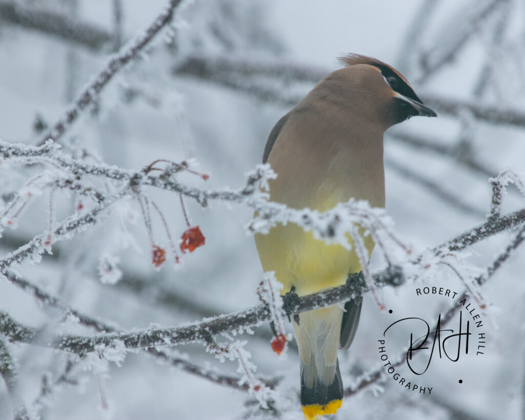 Waxwing On Frosty Limb