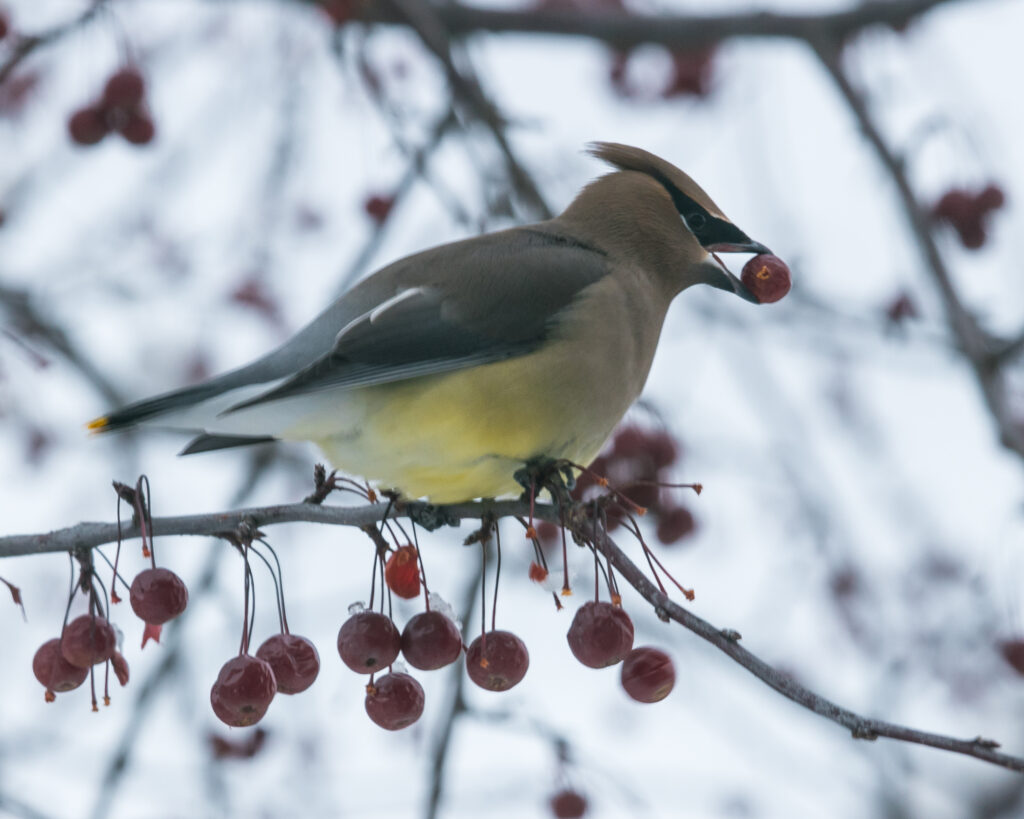 Yellow Railed Waxwing with a Crabapple in his beak