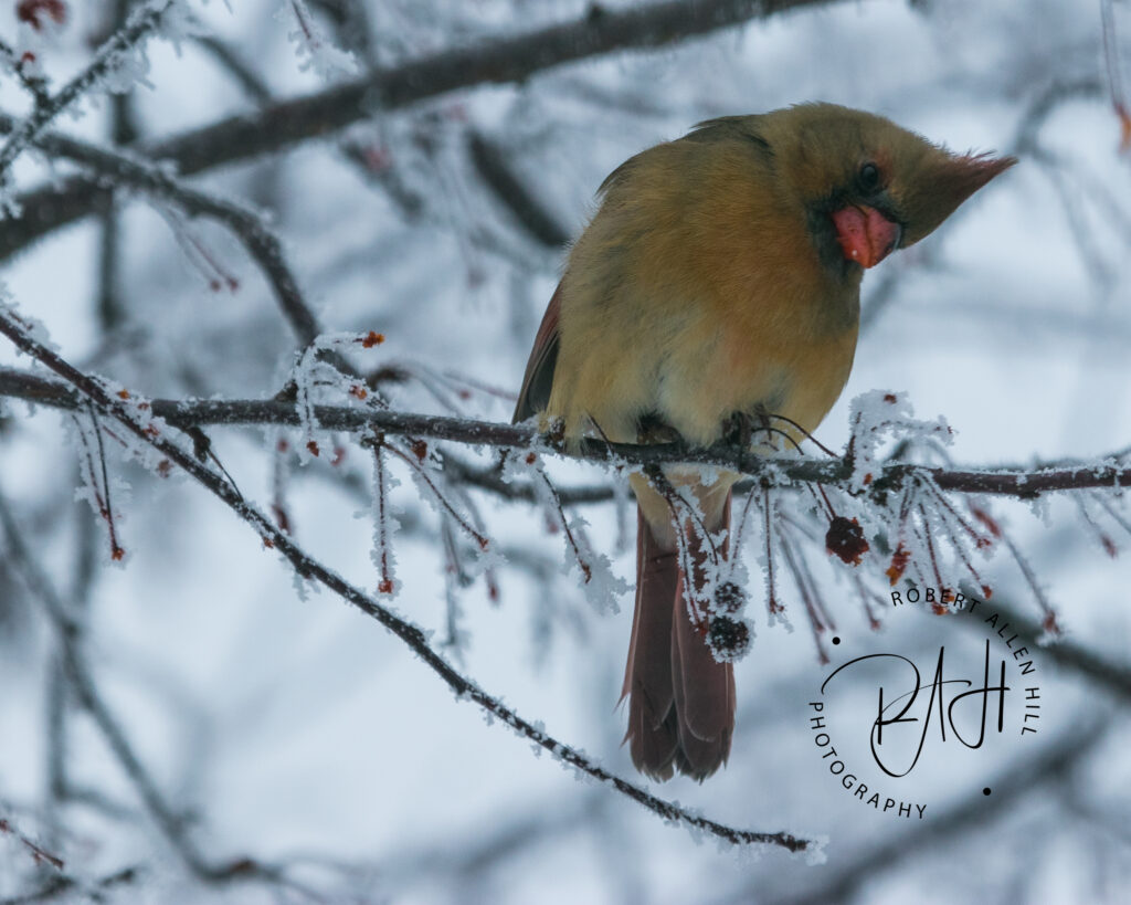 femail cardinal in snowy tree