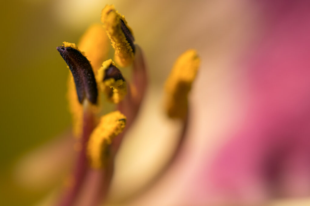 Closeup pollen on stamens