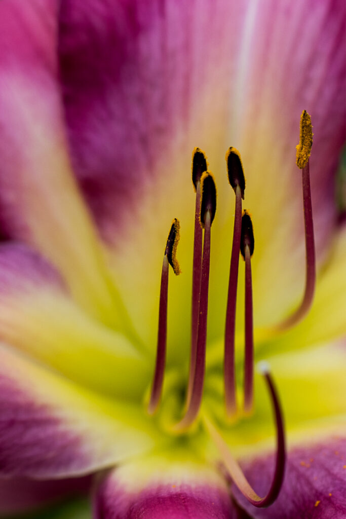 Purple Lilly Closeup