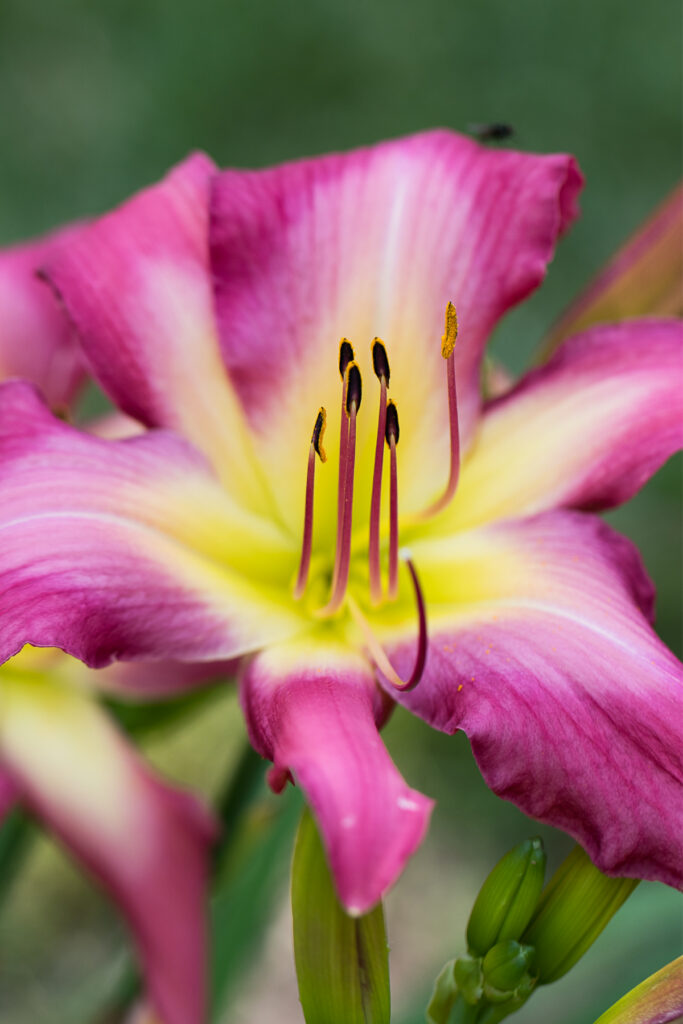 Open Lilly Closeup