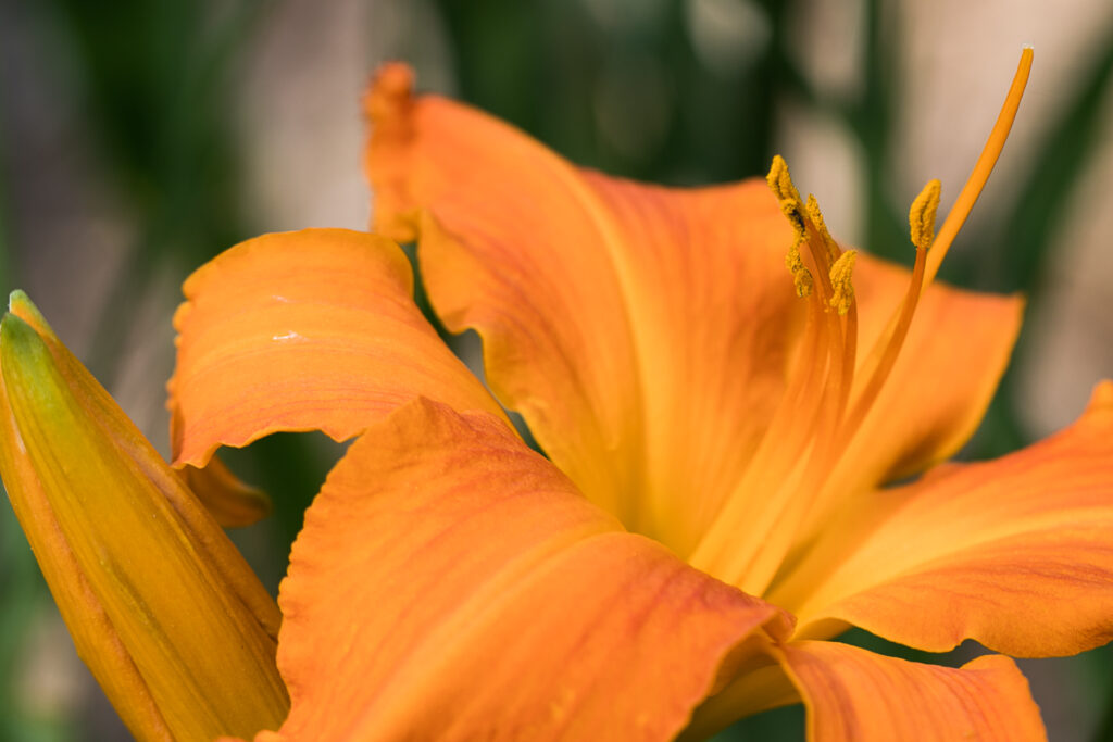 Orange Lilly Closeup