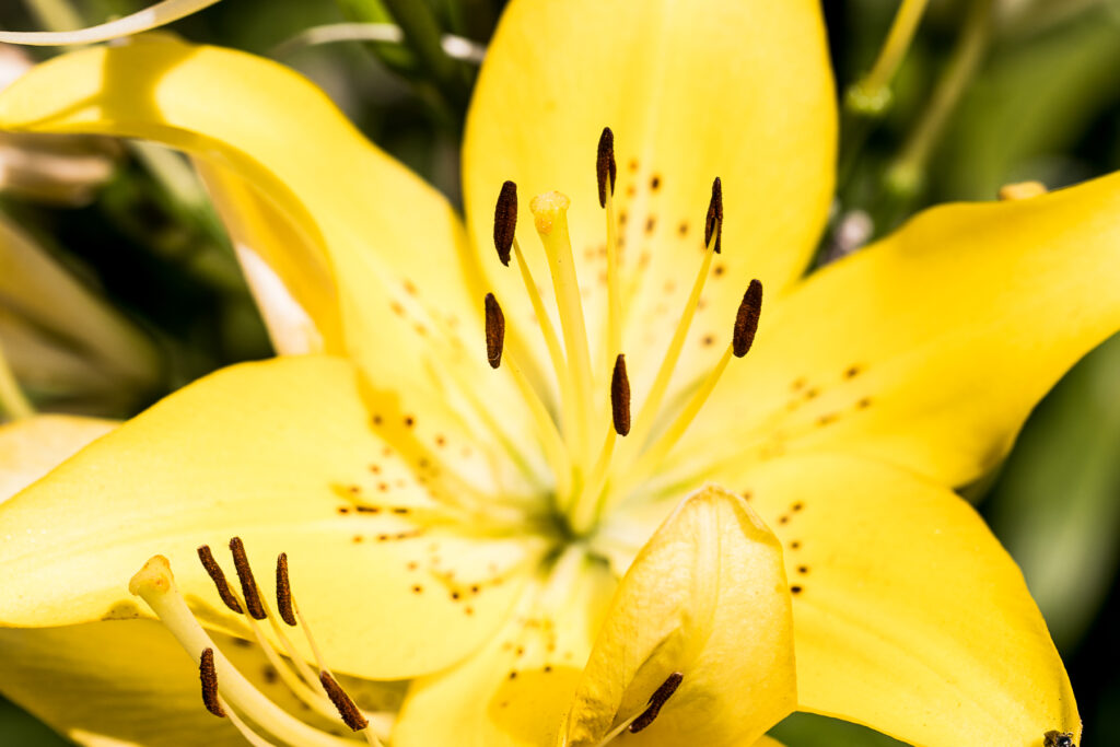 Yellow Lilly Closeup