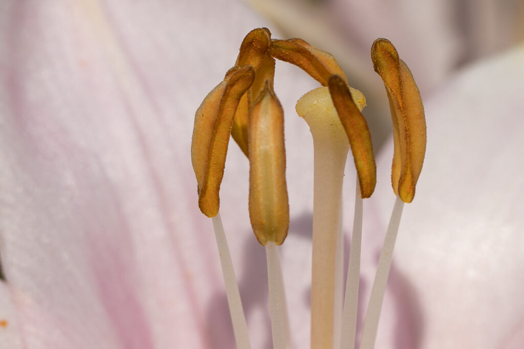 Pink Lilly Closeup