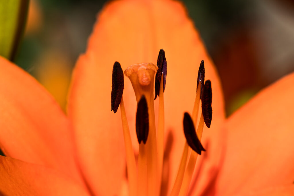 Deep Orange Color Lilly Closeup