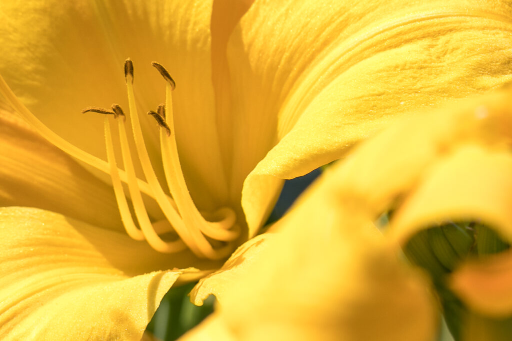 Yellow Lilly Stamen Closeup