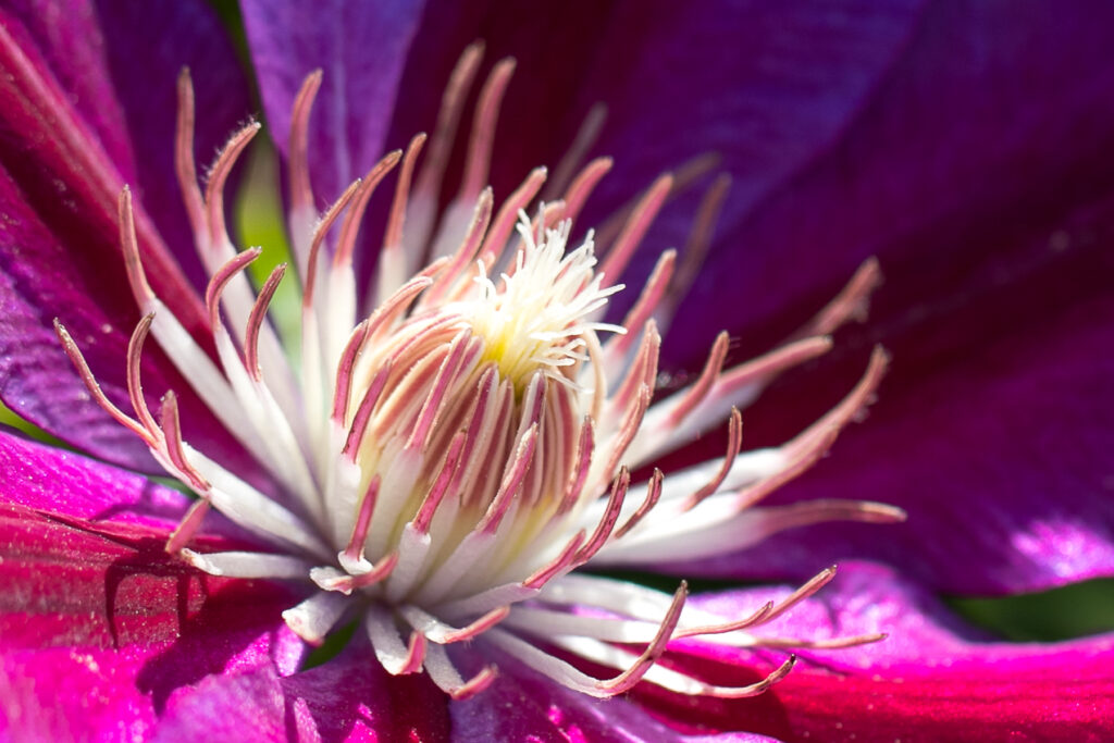 Purple Closeup Stamen