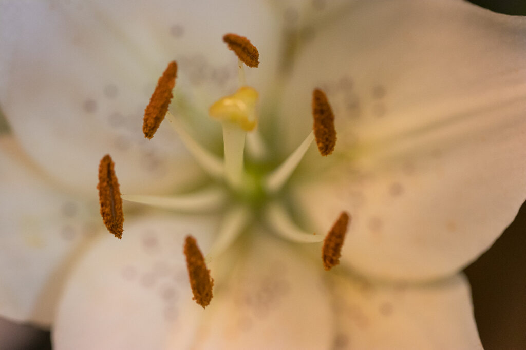 Pale Yellow Lilly Closeup