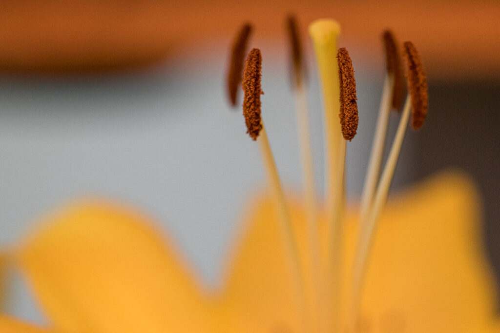 Pollen Coated Stamen Closeup