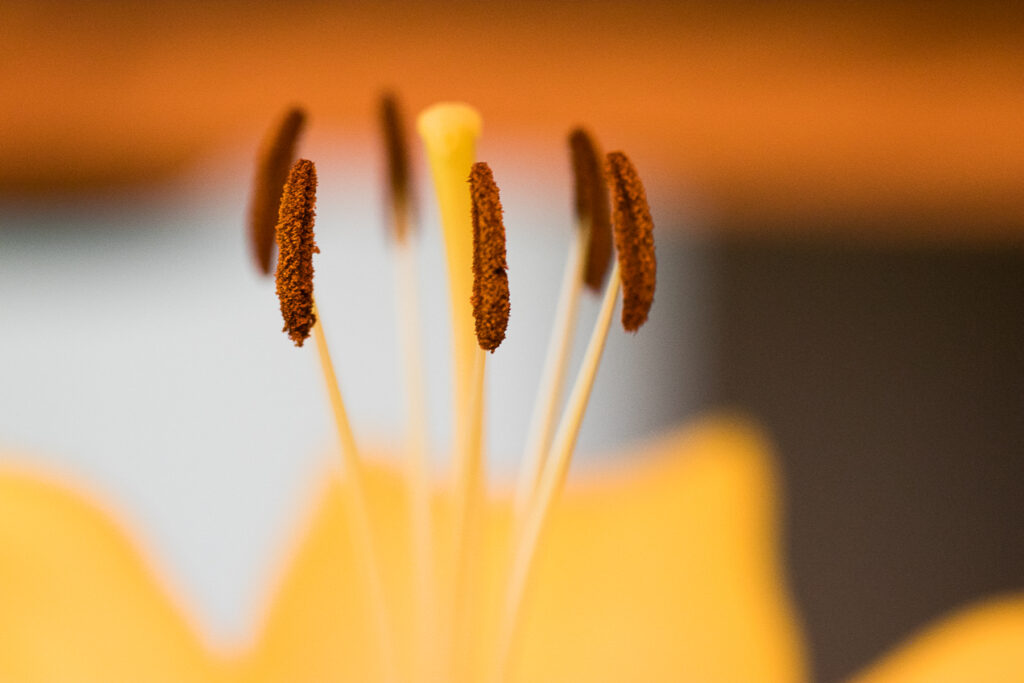 Yellow Lilly Pollen Coated Stamen