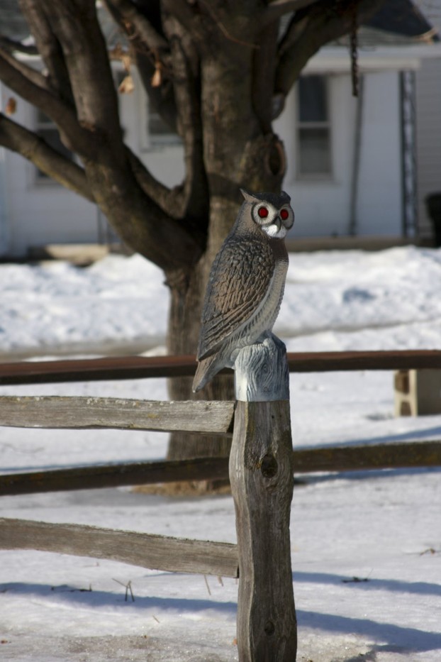 06 January 2009 - I drive past this owl for years. Finally decided to stop.